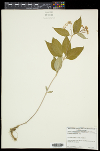 Asclepias quadrifolia image