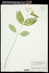 Asclepias quadrifolia image