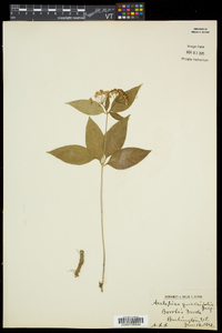 Asclepias quadrifolia image