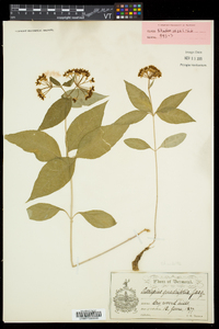 Asclepias quadrifolia image