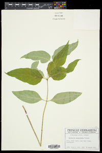 Asclepias quadrifolia image