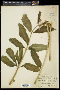 Asclepias incarnata var. pulchra image