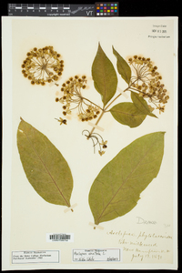 Asclepias exaltata image