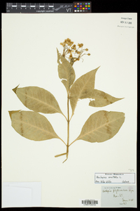 Asclepias exaltata image