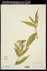 Asclepias incarnata var. pulchra image