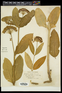 Asclepias purpurascens image