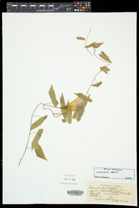 Calystegia sepium subsp. sepium image