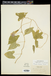 Calystegia sepium subsp. americana image