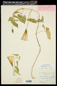 Calystegia sepium subsp. appalachiana image