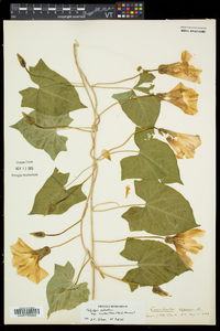 Calystegia silvatica image