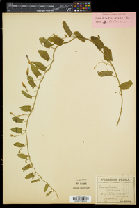 Convolvulus arvensis image