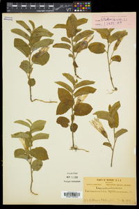 Calystegia spithamaea subsp. spithamaea image
