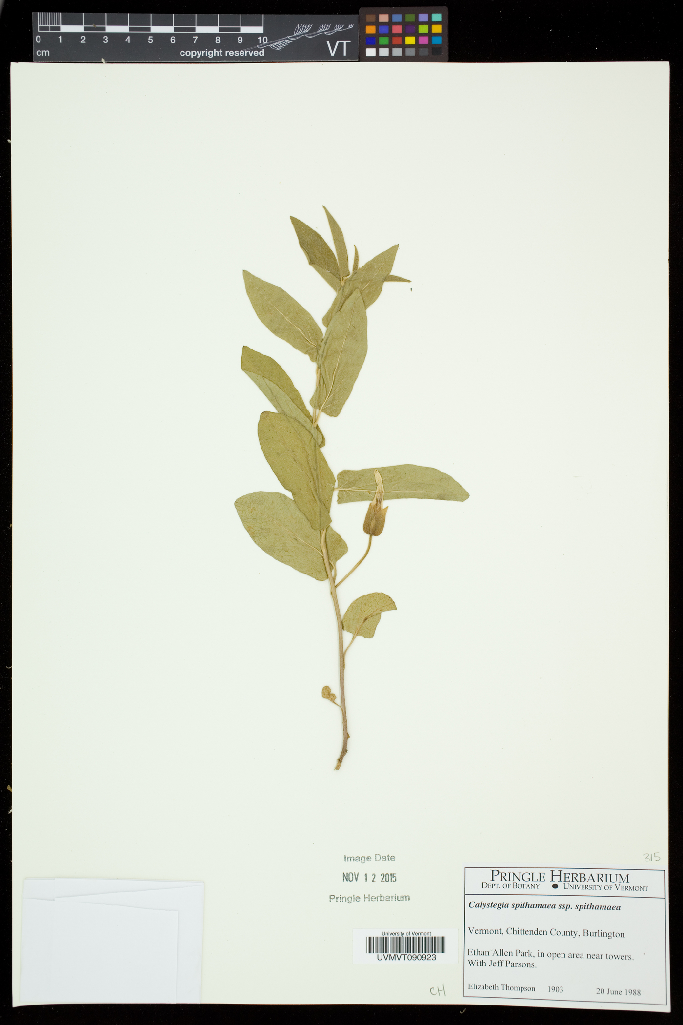Calystegia spithamaea subsp. spithamaea image