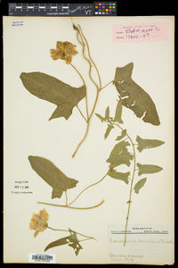 Calystegia pubescens image