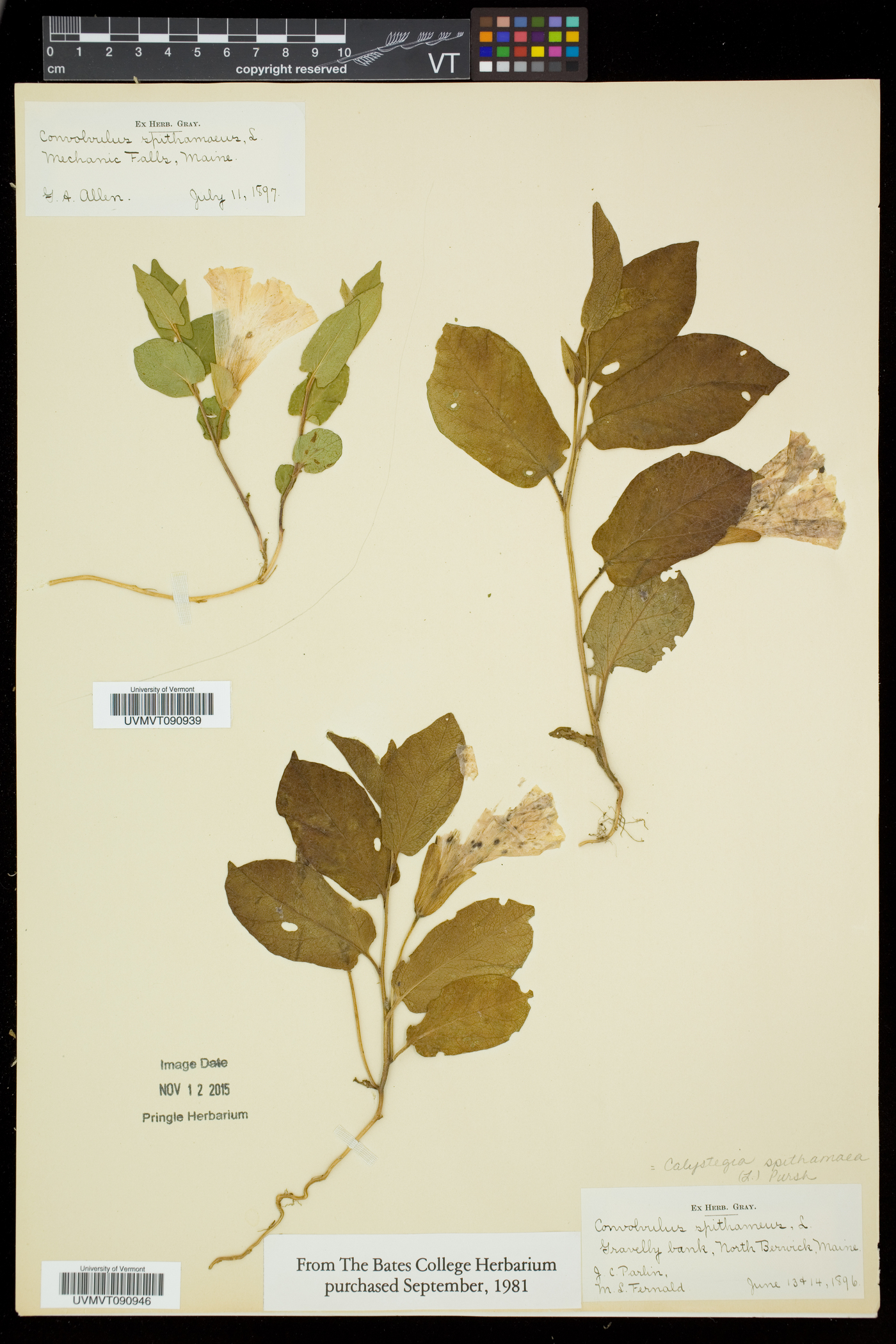 Calystegia spithamaea subsp. spithamaea image