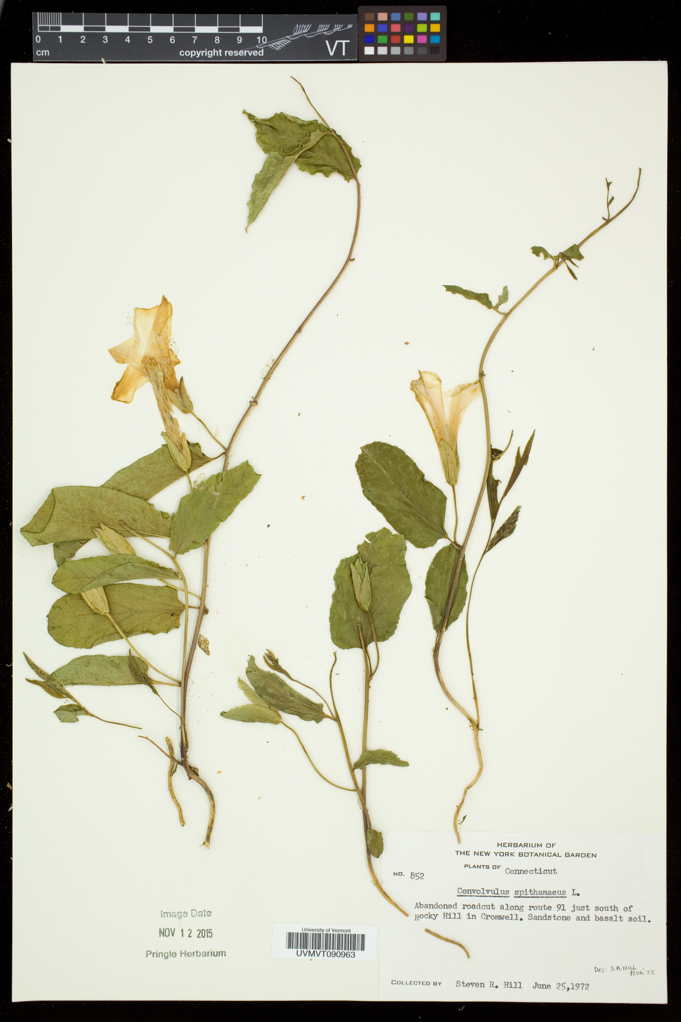 Calystegia spithamaea subsp. spithamaea image