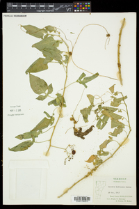 Cuscuta epithymum image