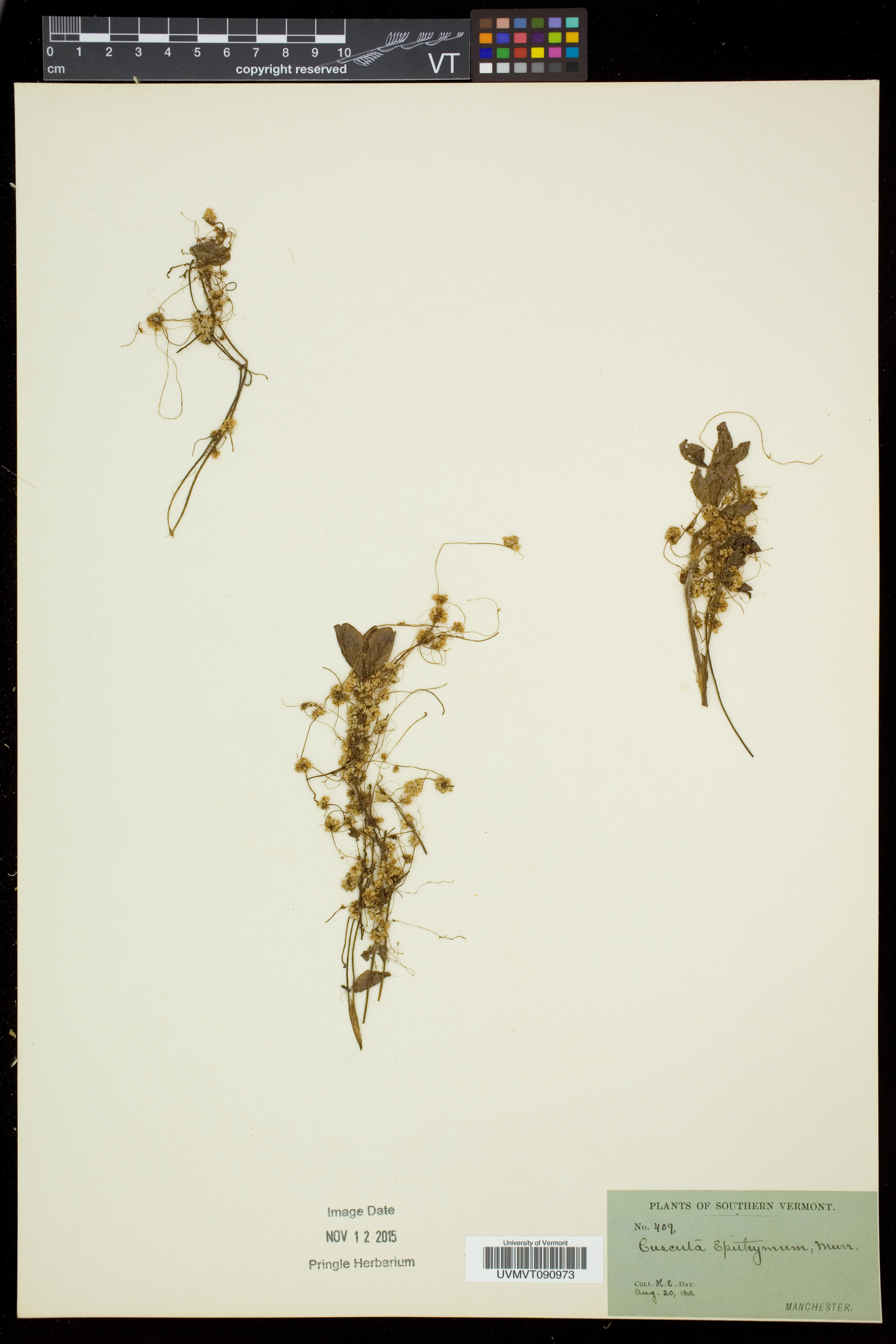 Cuscuta epithymum image