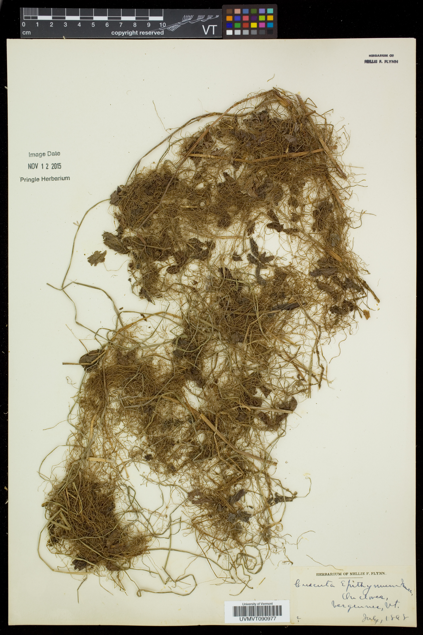 Cuscuta epithymum image