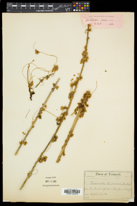 Cuscuta gronovii image