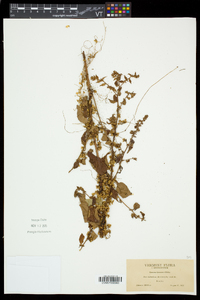 Cuscuta gronovii image