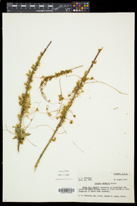 Cuscuta gronovii image