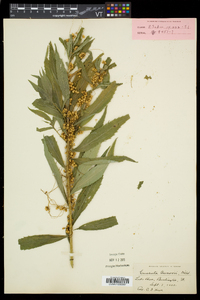 Cuscuta gronovii image