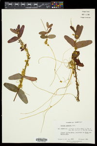 Cuscuta compacta image