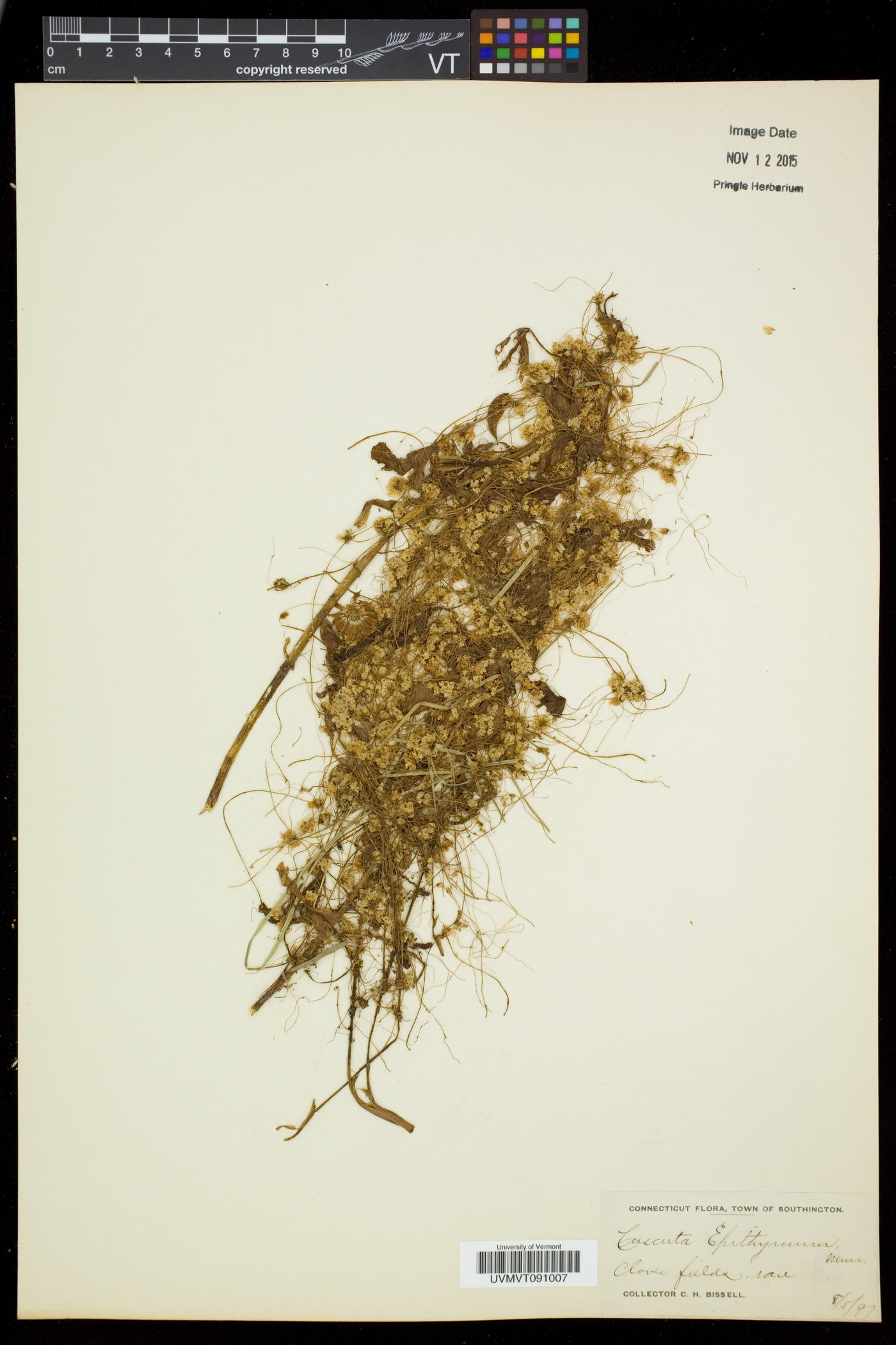 Cuscuta epithymum image