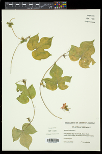 Ipomoea hederacea image