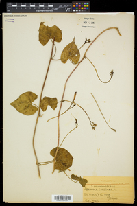 Ipomoea coccinea image