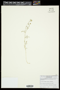 Gilia achilleifolia subsp. multicaulis image