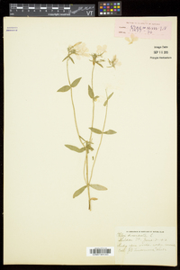 Phlox divaricata subsp. divaricata image