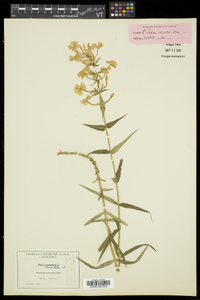 Phlox maculata subsp. maculata image