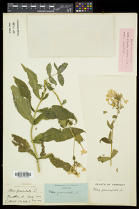 Phlox paniculata image