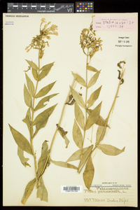 Phlox paniculata image