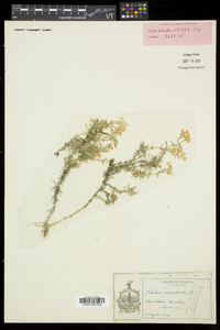 Phlox subulata image