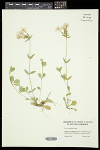 Phlox stolonifera image