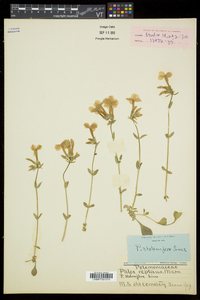 Phlox stolonifera image