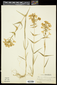 Phlox maculata subsp. maculata image