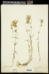 Phlox pilosa subsp. pilosa image