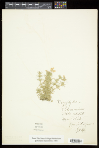 Phlox subulata image