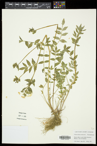 Polemonium caeruleum image