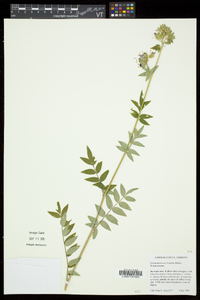 Polemonium vanbruntiae image