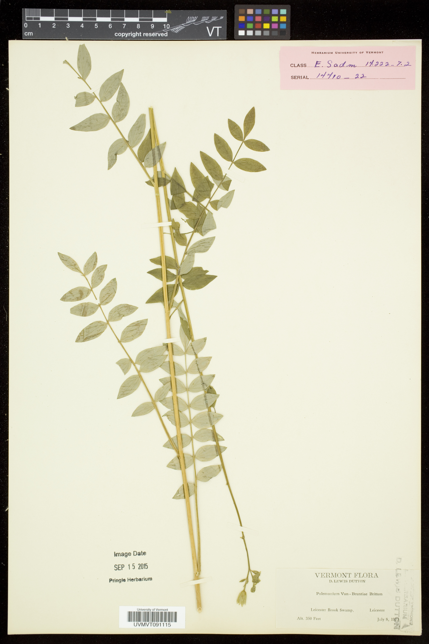 Polemonium vanbruntiae image