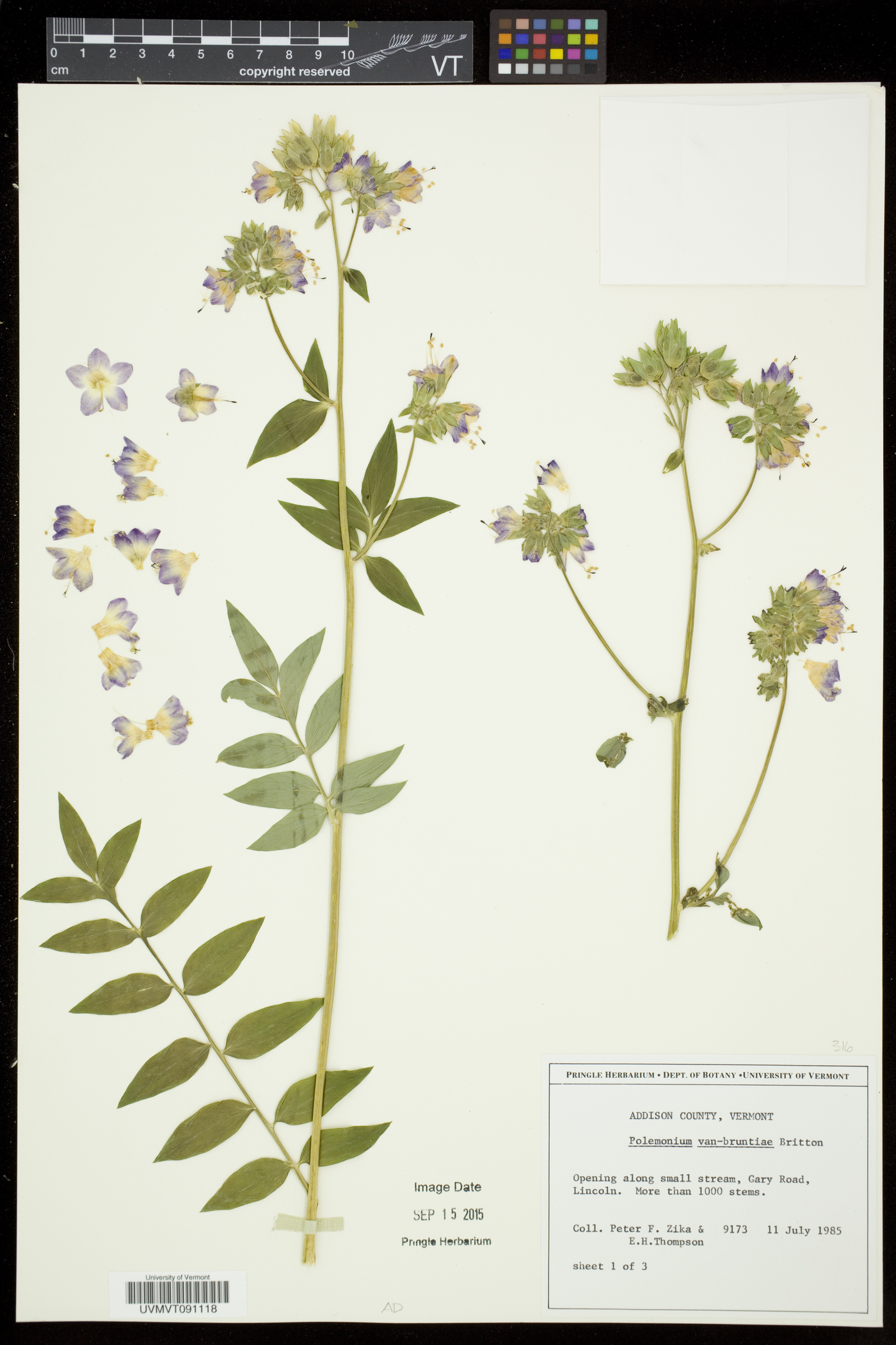 Polemonium vanbruntiae image