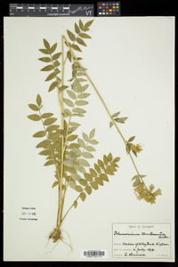 Polemonium vanbruntiae image