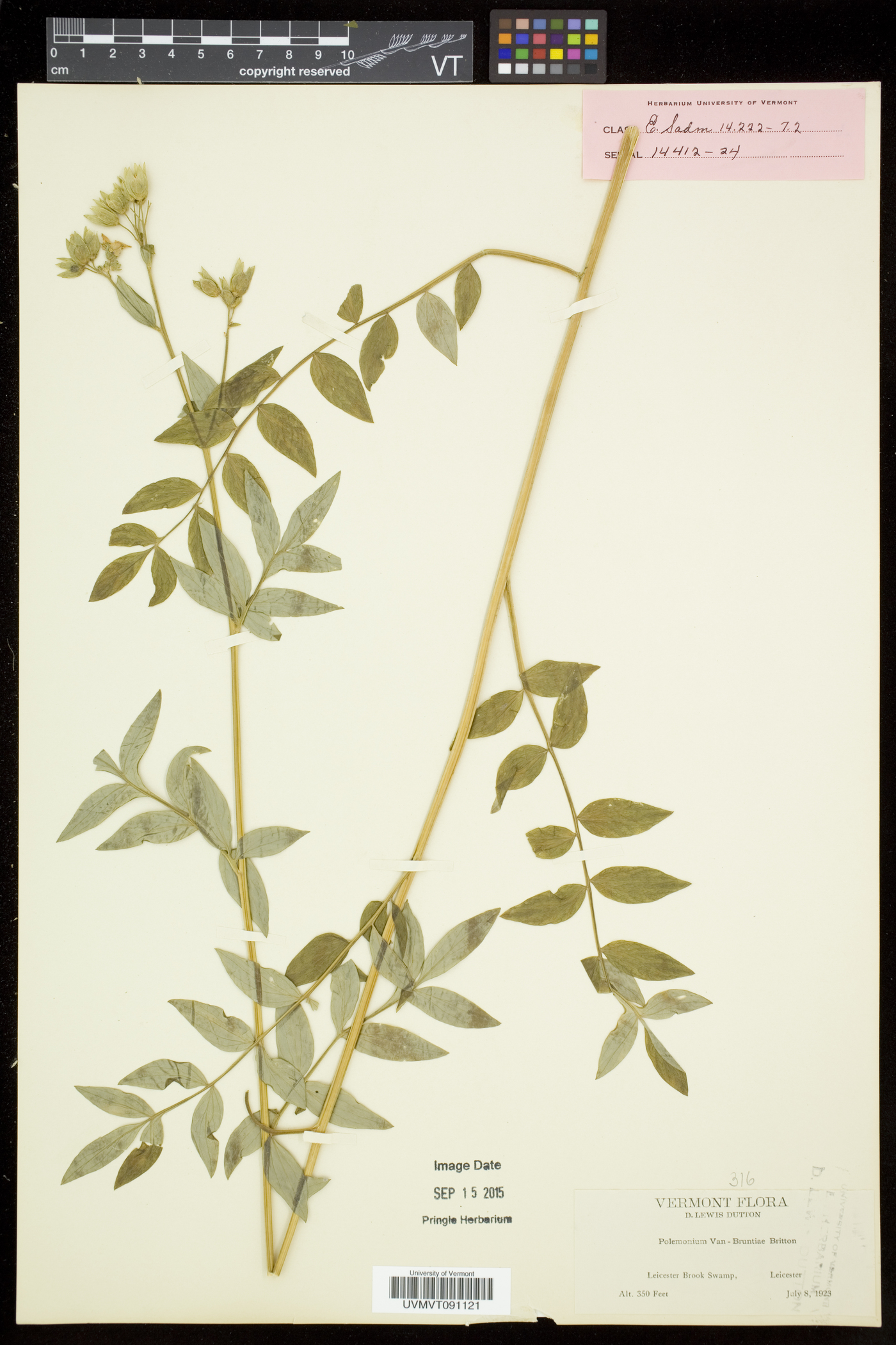 Polemonium vanbruntiae image