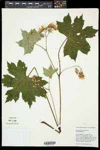 Hydrophyllum canadense image