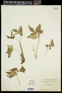 Hydrophyllum virginianum image